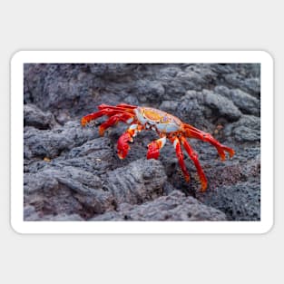 Galapagos Sally Lightfoot Crab Sticker